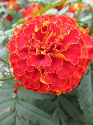 MARIGOLD Durango Red